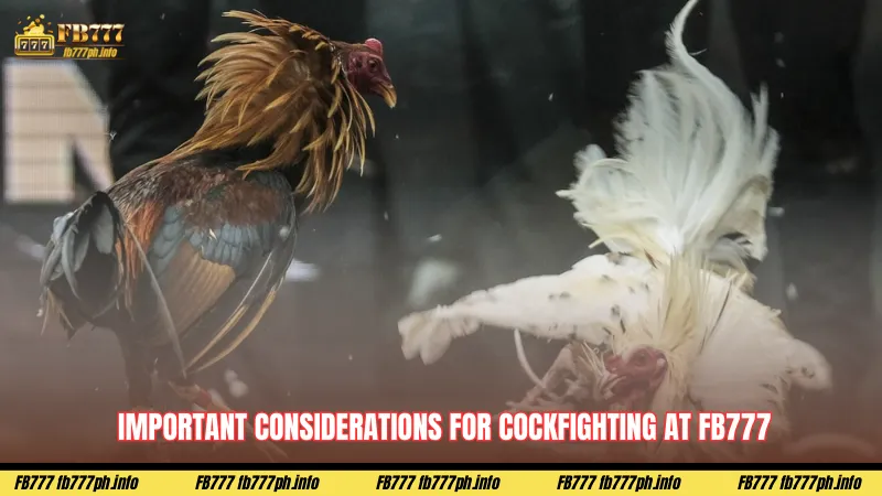 Important considerations for cockfighting at FB777